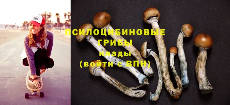 ОМГ ОМГ зеркало  Кизилюрт  Галлюциногенные грибы Psilocybine cubensis 