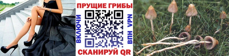 Галлюциногенные грибы Cubensis  Кизилюрт 