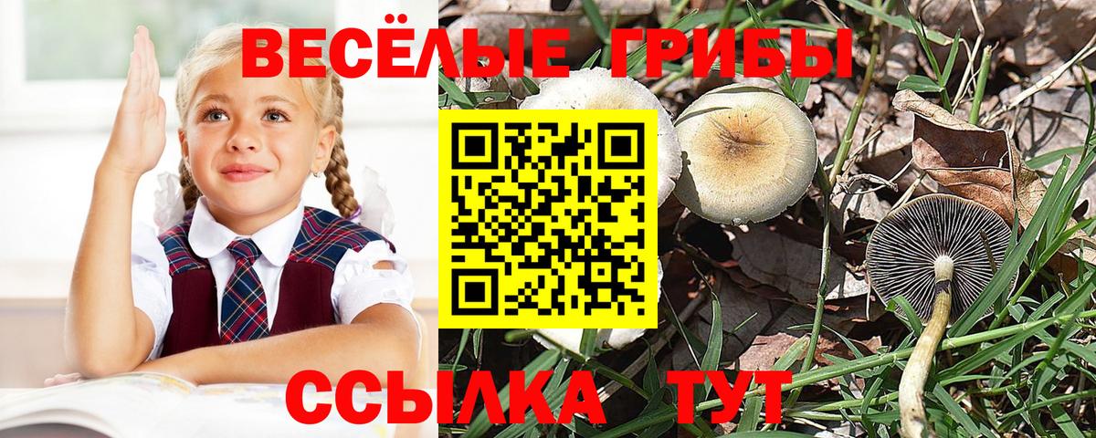 Псилоцибиновые грибы прущие грибы  Вход с VPN  Кизилюрт  Псилоцибиновые грибы прущие грибы 